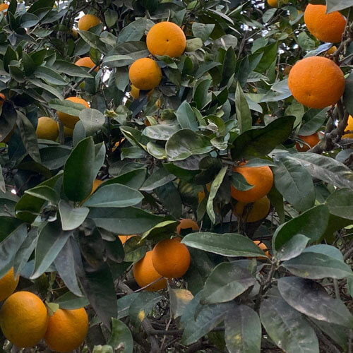 Jayasom Agrotourism Inspires Wellness